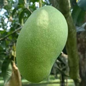 Fazli Mango
