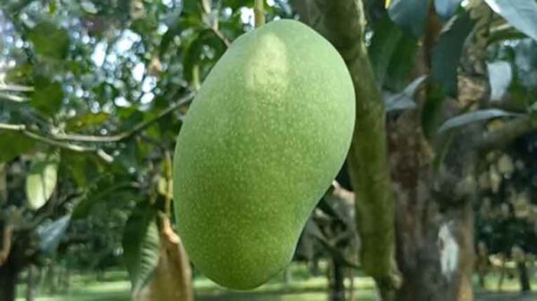 Fazli Mango