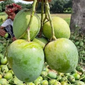 Gopalbhog Mango