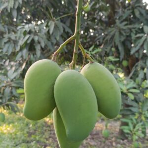 আম্রপালি আম