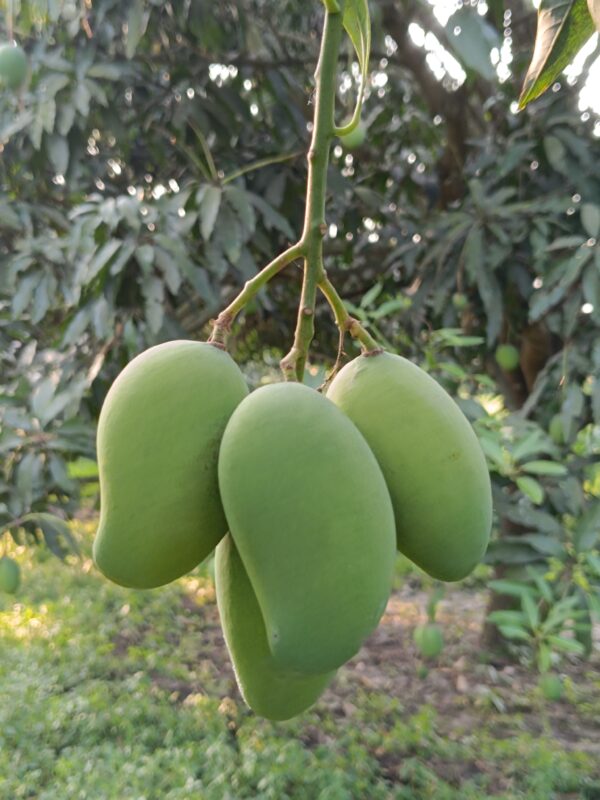 আম্রপালি আম