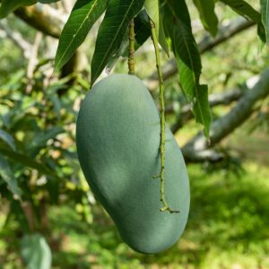 মল্লিকা আম