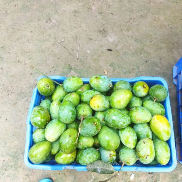 Gopalbhog Mango product image 2