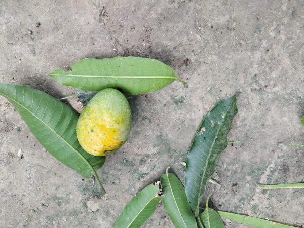Gopalbhog Mango product image 3