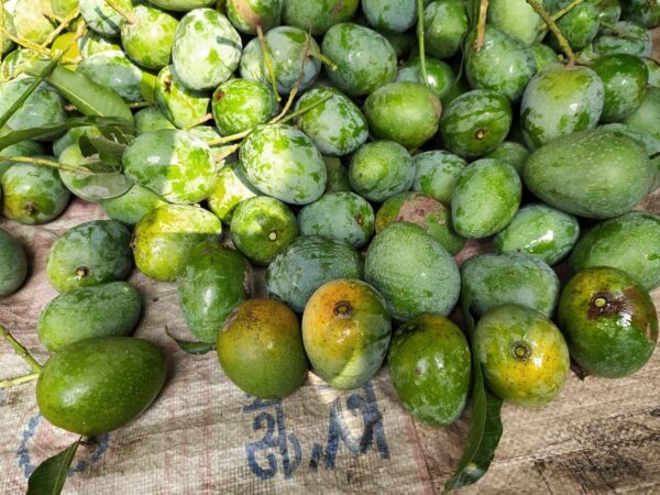 Gopalbhog Mango product image 4