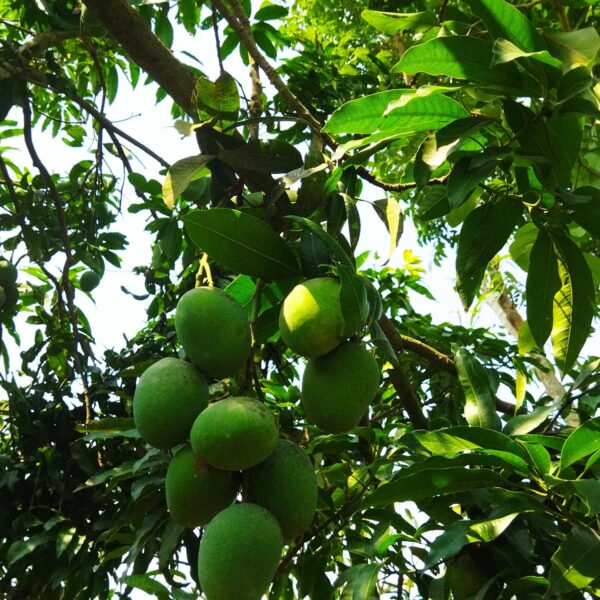 হিমসাগর আম - Image 3
