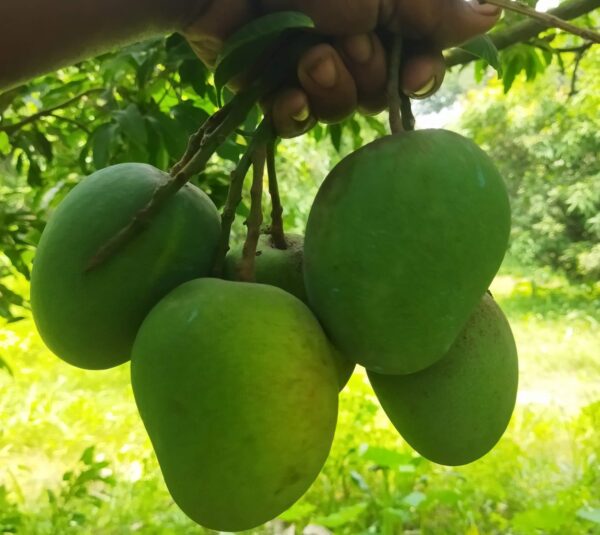হিমসাগর আম - Image 2