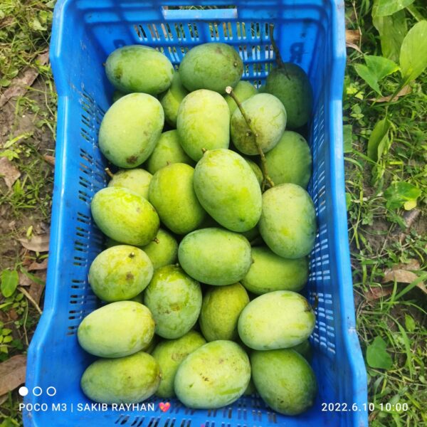 ল্যাংড়া আম - Image 3