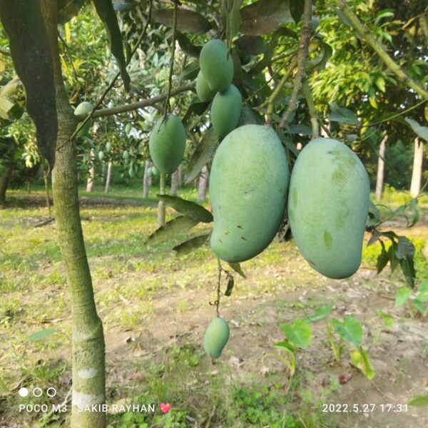 আম্রপালি আম