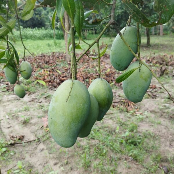আম্রপালি আম