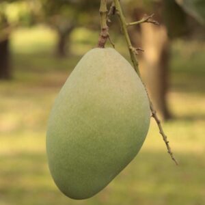 তোতাপুরি আম