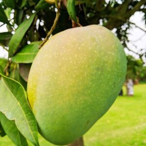 লখনা আম